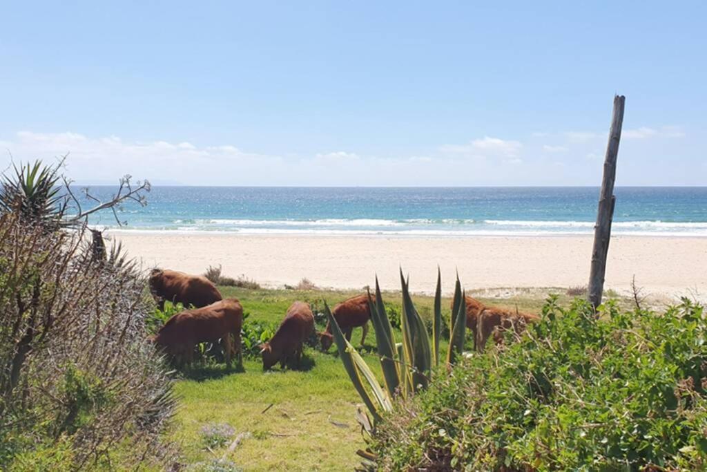 Bolonia Beach Campus Tarifa Exteriör bild